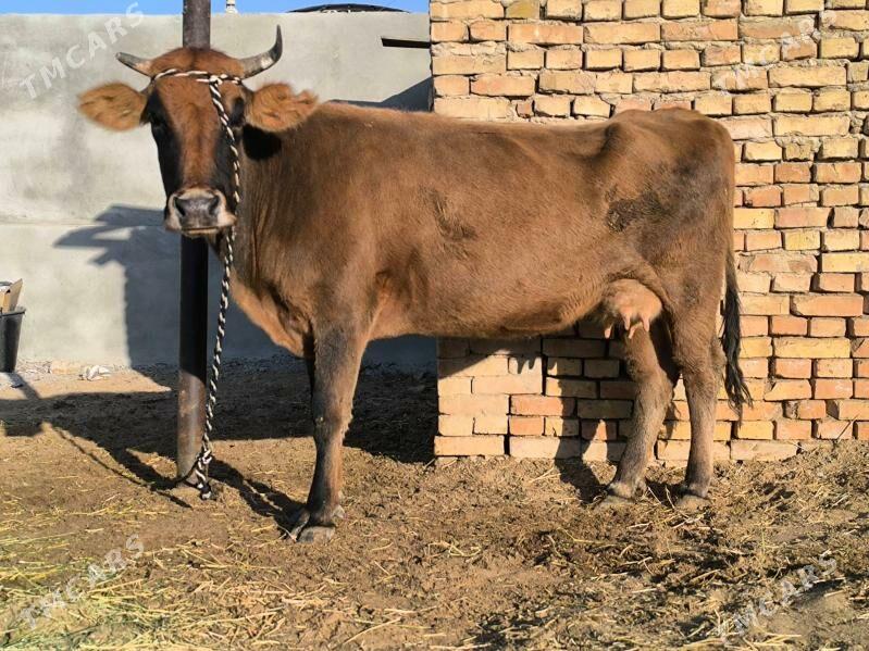 sygyr - Aşgabat - img 2