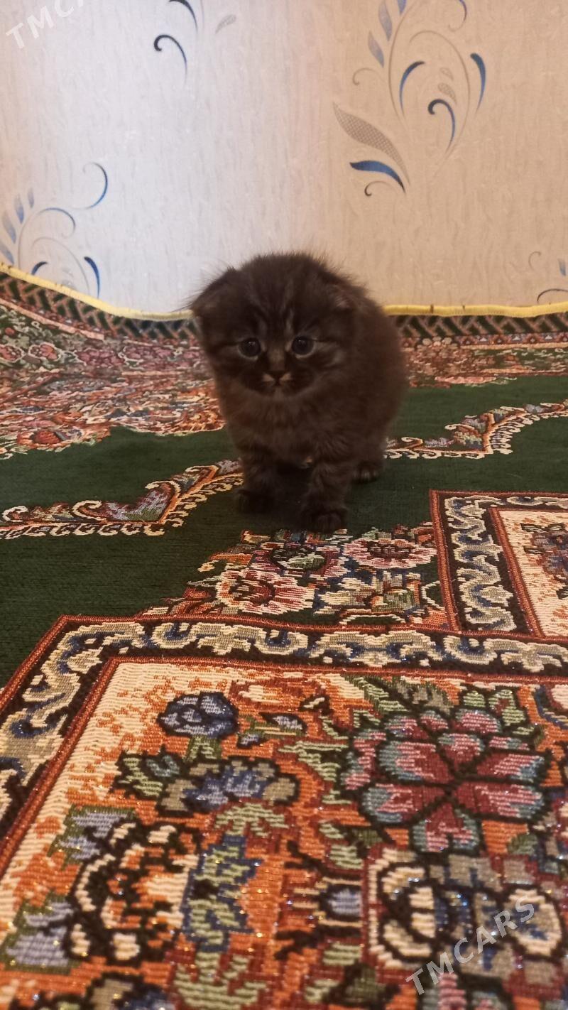 şatlaniski   pisikler - Мары - img 2