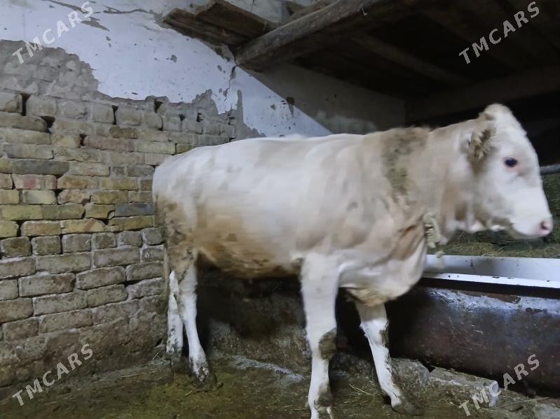 gole okuz - Хитровка - img 4