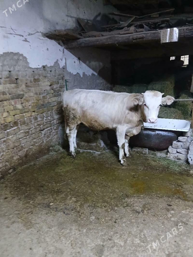 gole okuz - Хитровка - img 2