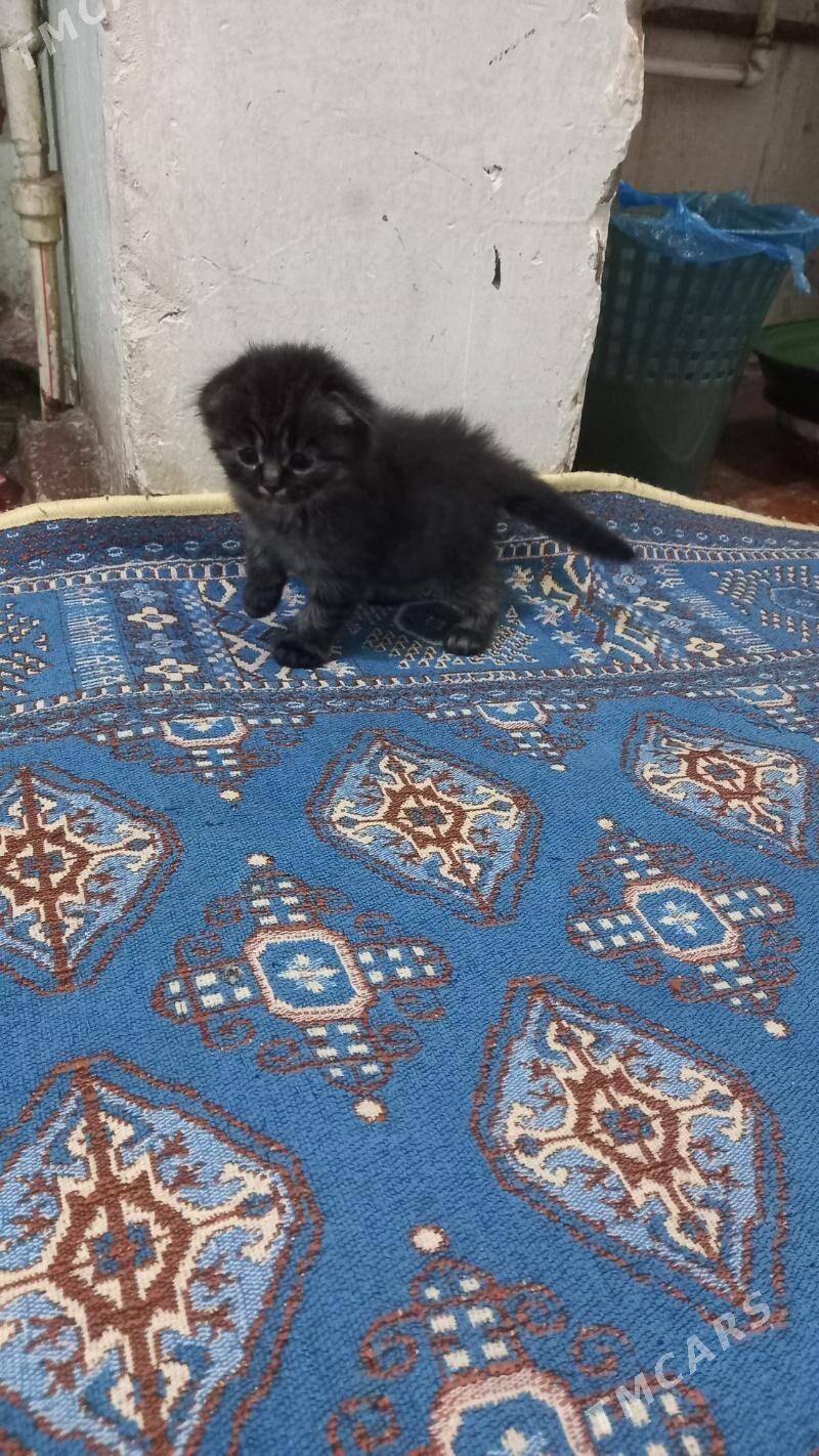 şatlaniski   pisikler - Мары - img 3