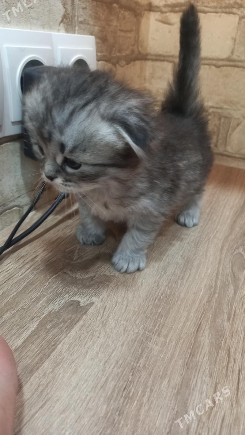 şatlaniski   pisikler - Мары - img 5