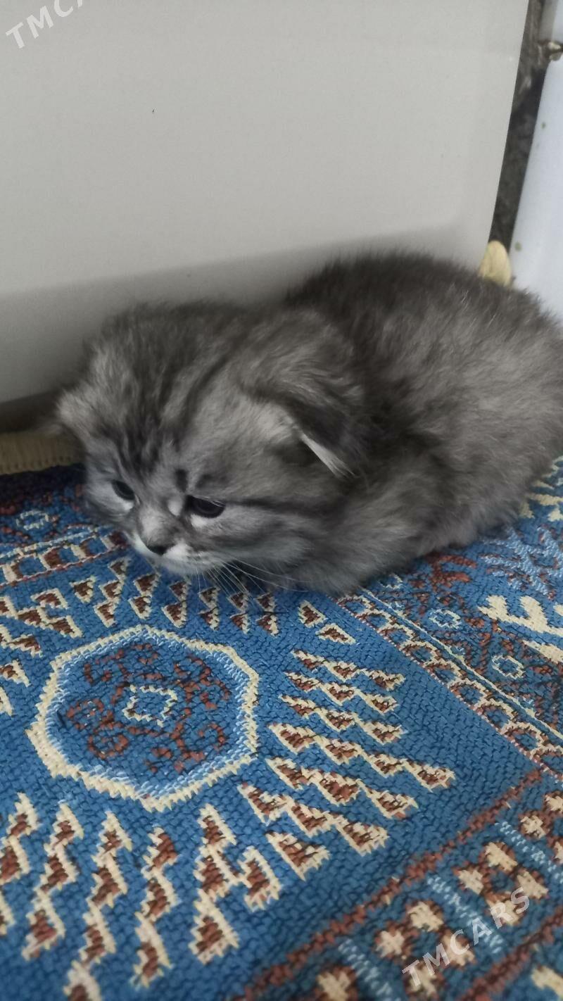 şatlaniski   pisikler - Мары - img 6