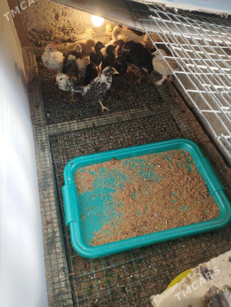 karlik - Balkanabat - img 1