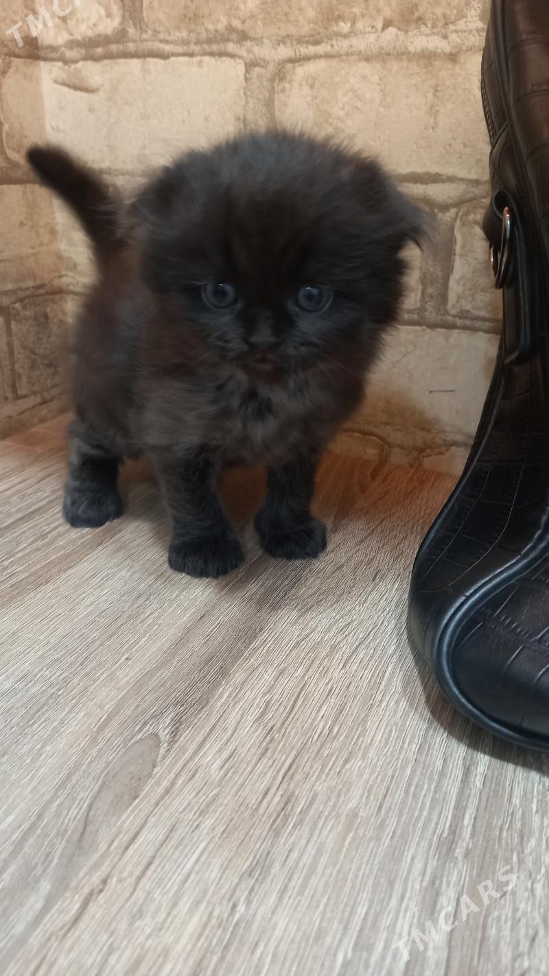 şatlaniski   pisikler - Мары - img 8