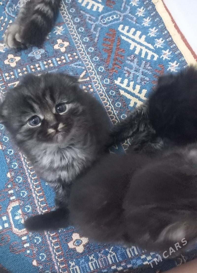 şatlaniski   pisikler - Мары - img 7