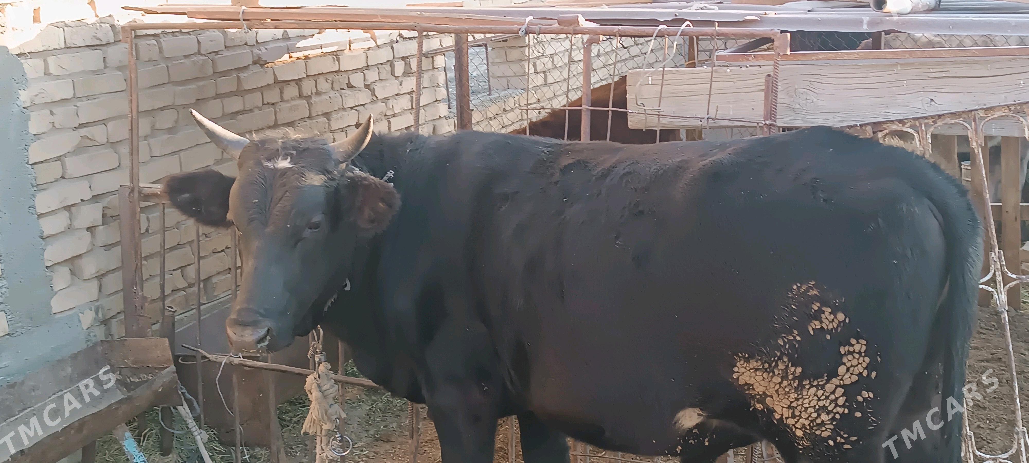 BakylanÖküz - Kaka - img 2