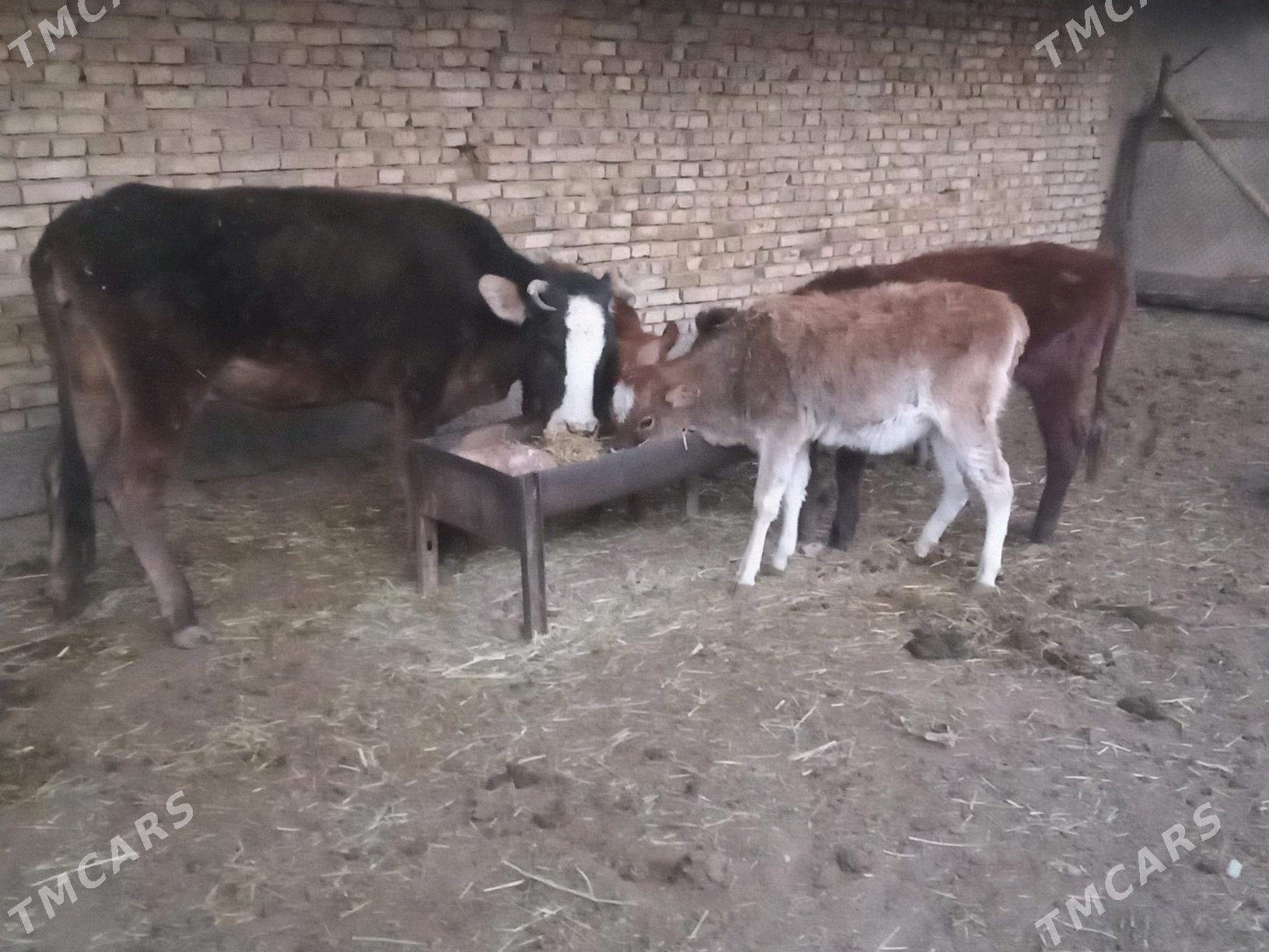 GOLE SYGYR - Mary - img 3