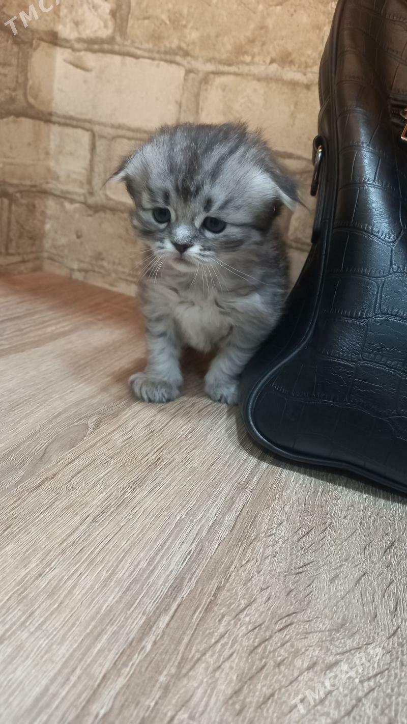 şatlaniski   pisikler - Мары - img 9