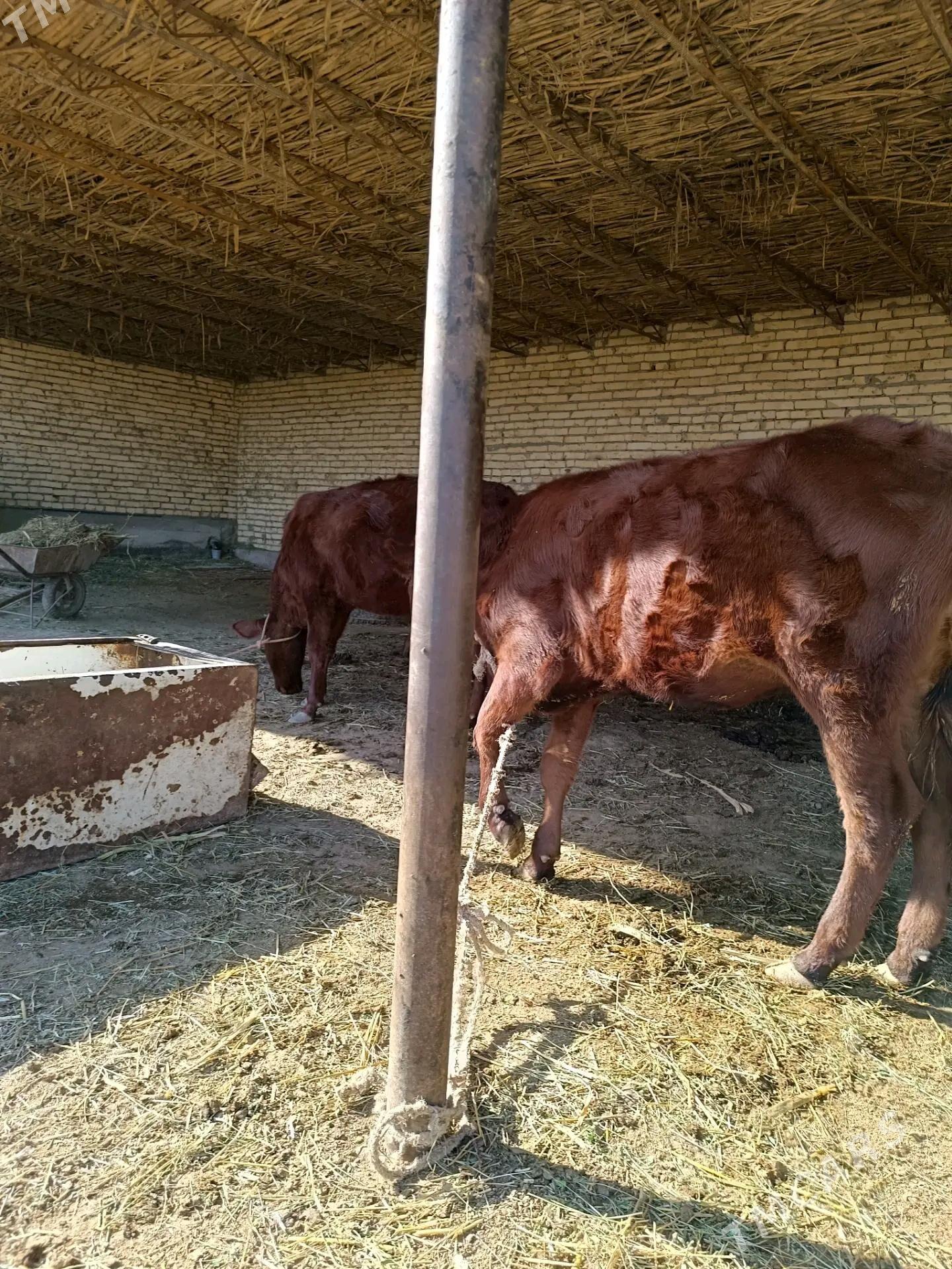 unajynlar - Çärjew - img 10