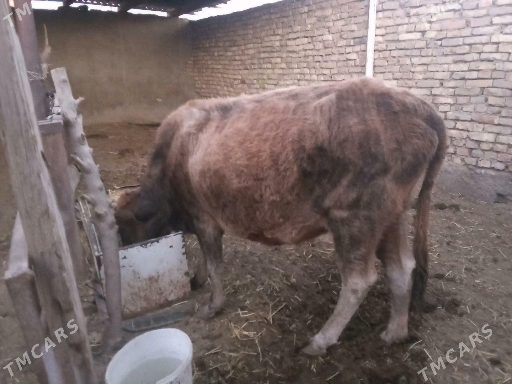 GOLE SYGYR - Mary - img 4