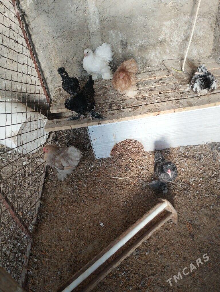 kohin karlik - Балканабат - img 2