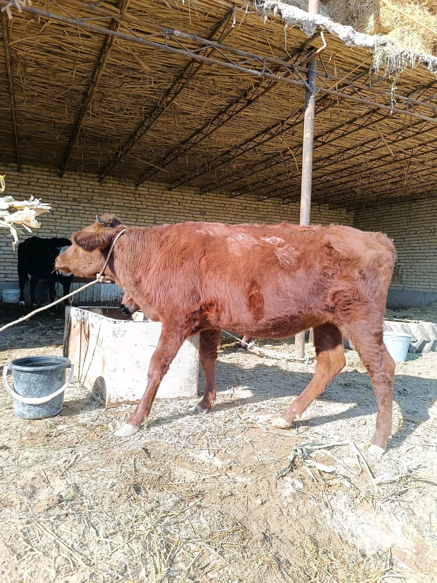 unajynlar - Çärjew - img 6