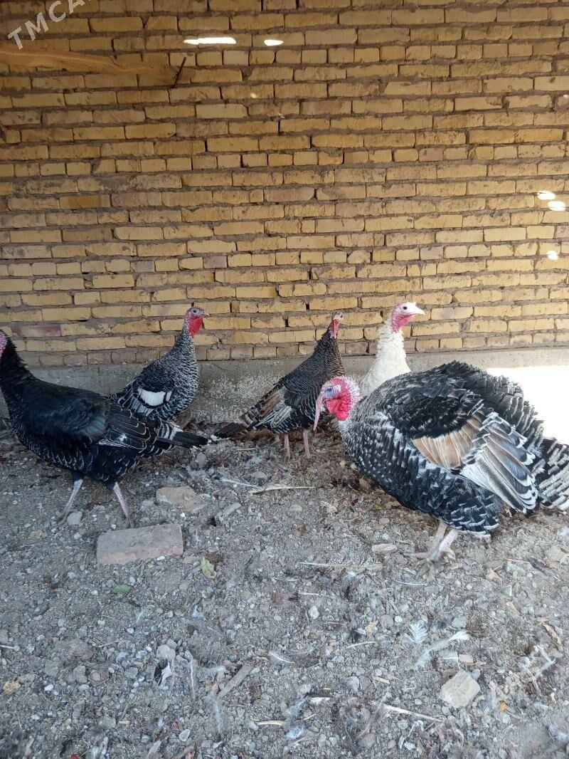 индюклар - Туркменабат - img 2