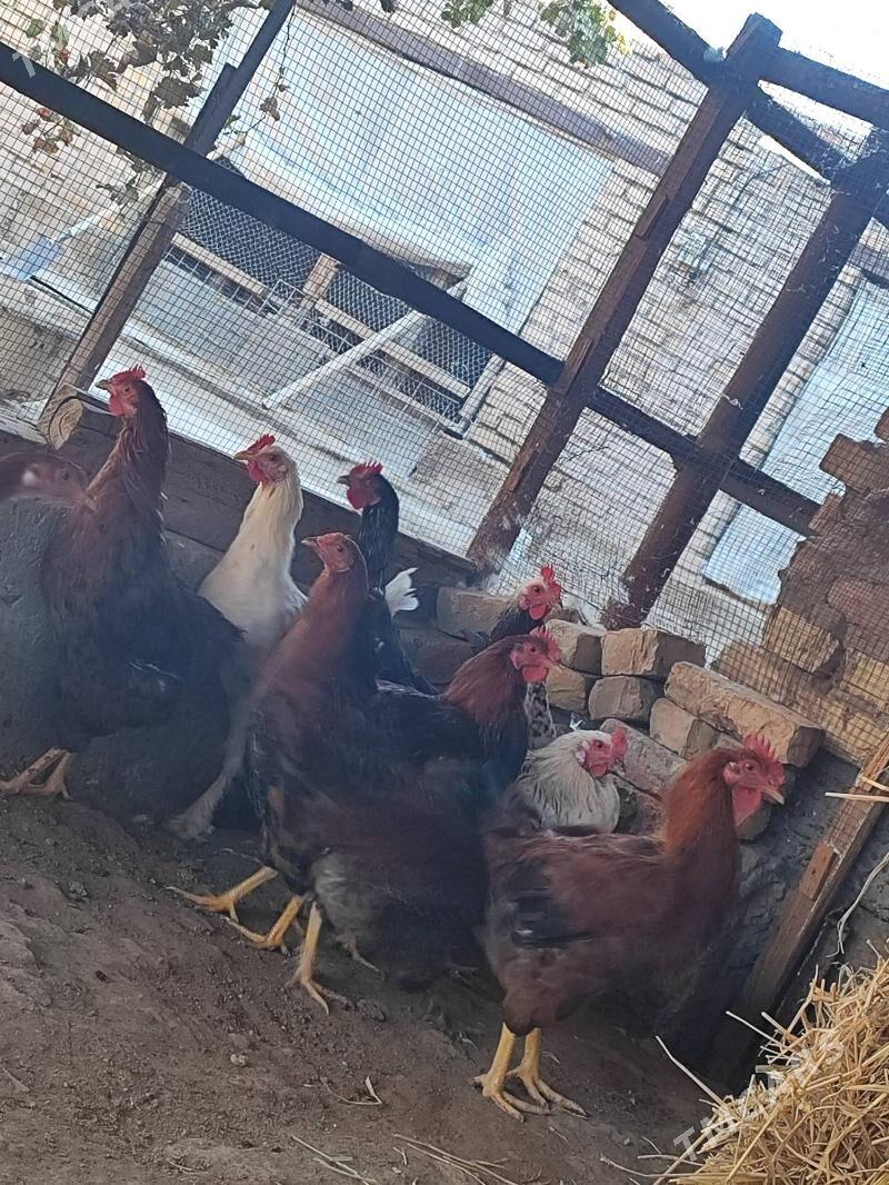 Horazlar - Туркменабат - img 3