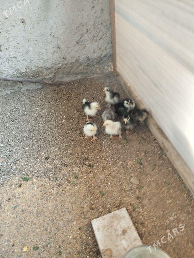 karlik  juje - Балканабат - img 2