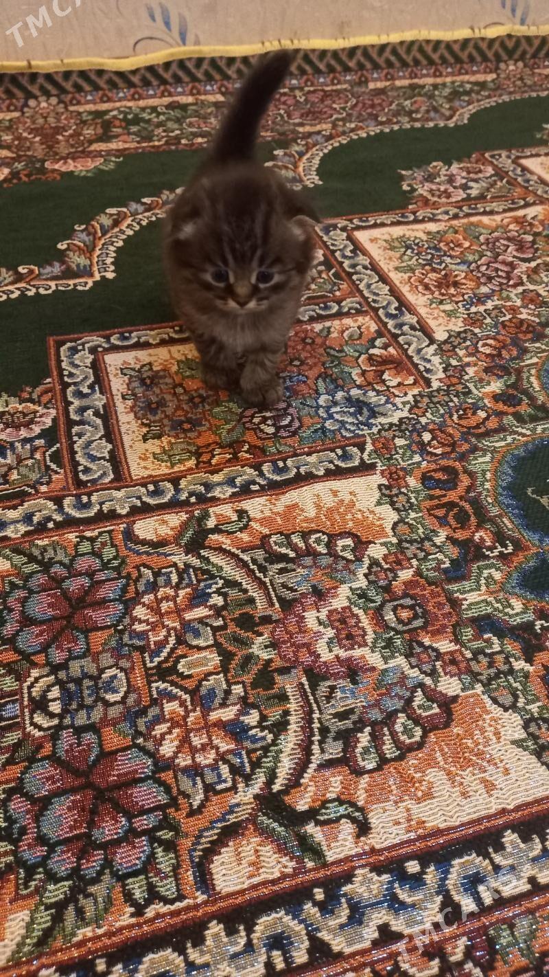 şatlaniski   pisikler - Мары - img 10