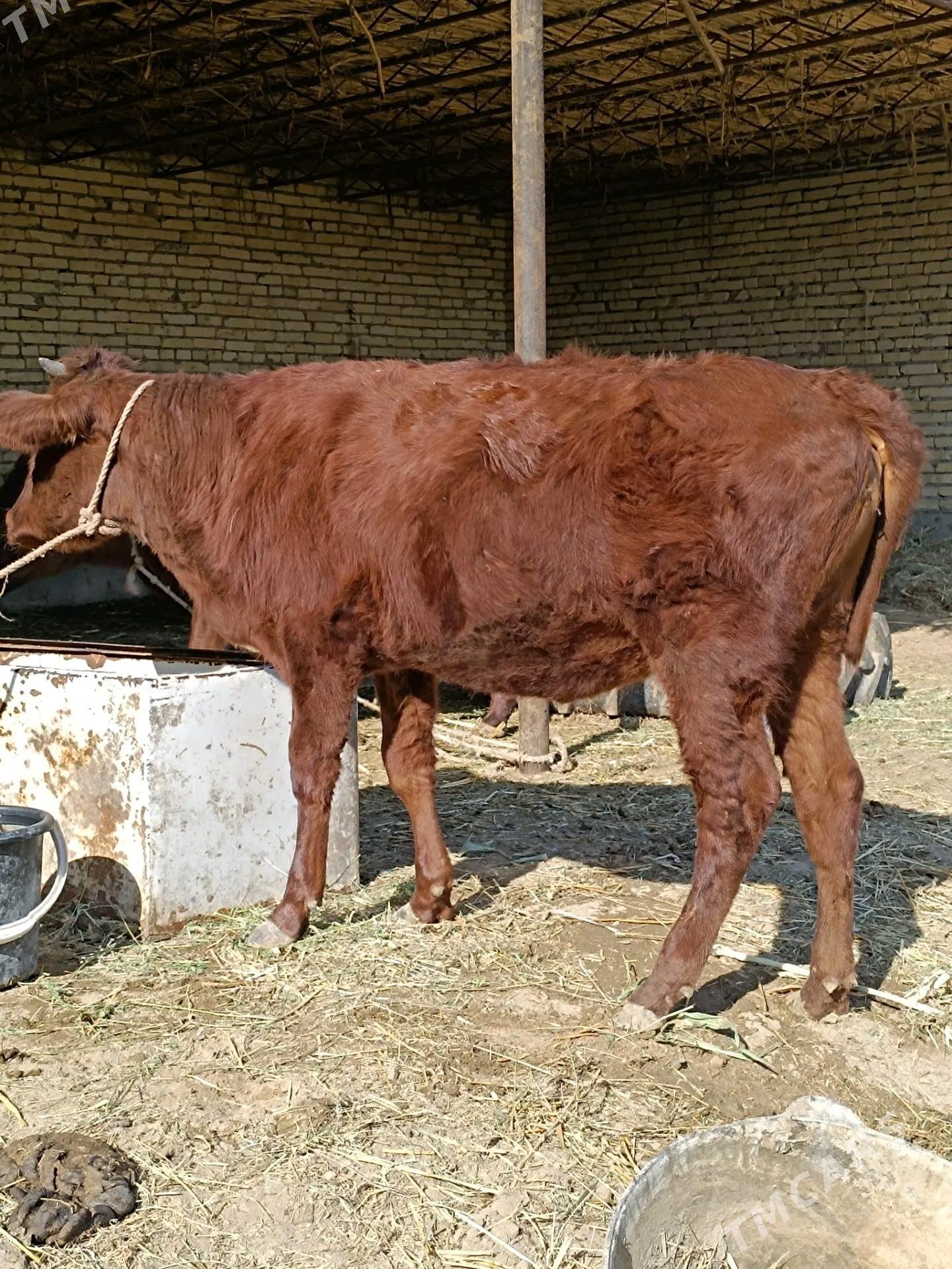 unajynlar - Çärjew - img 8