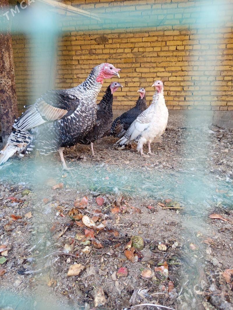 индюклар - Туркменабат - img 3