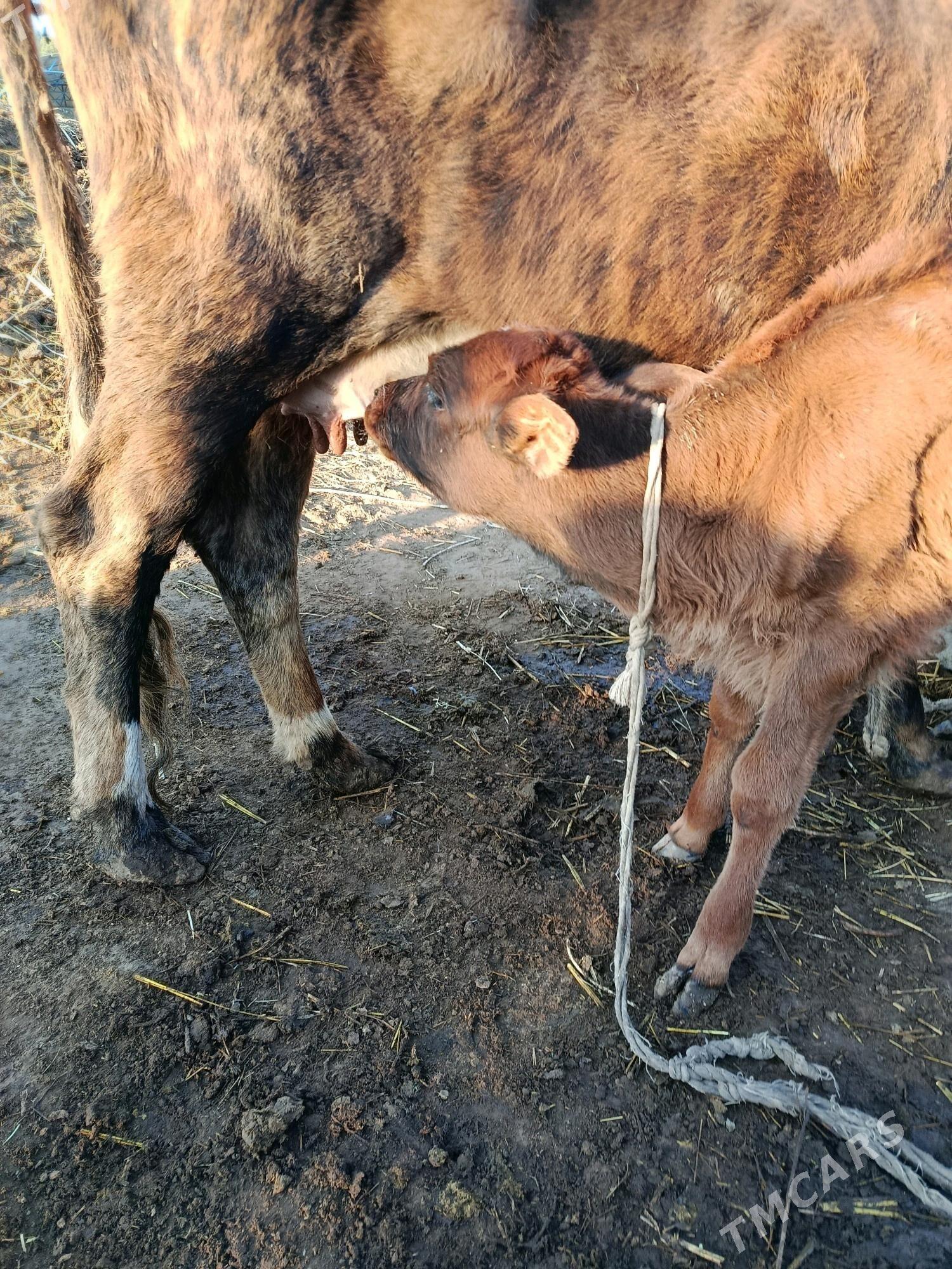 goleli sygyr - Gökdepe - img 2