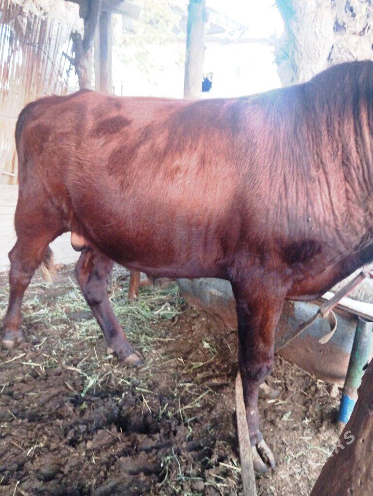 Okizce i - Мары - img 5