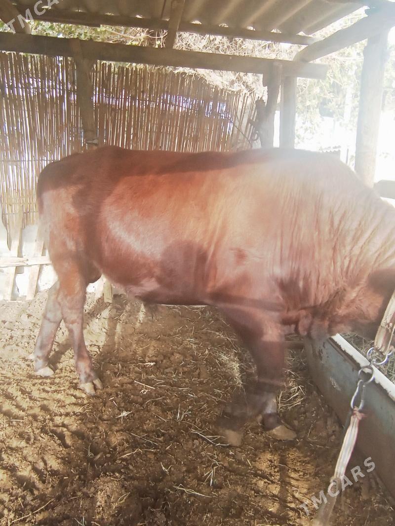 Okizce i - Мары - img 4