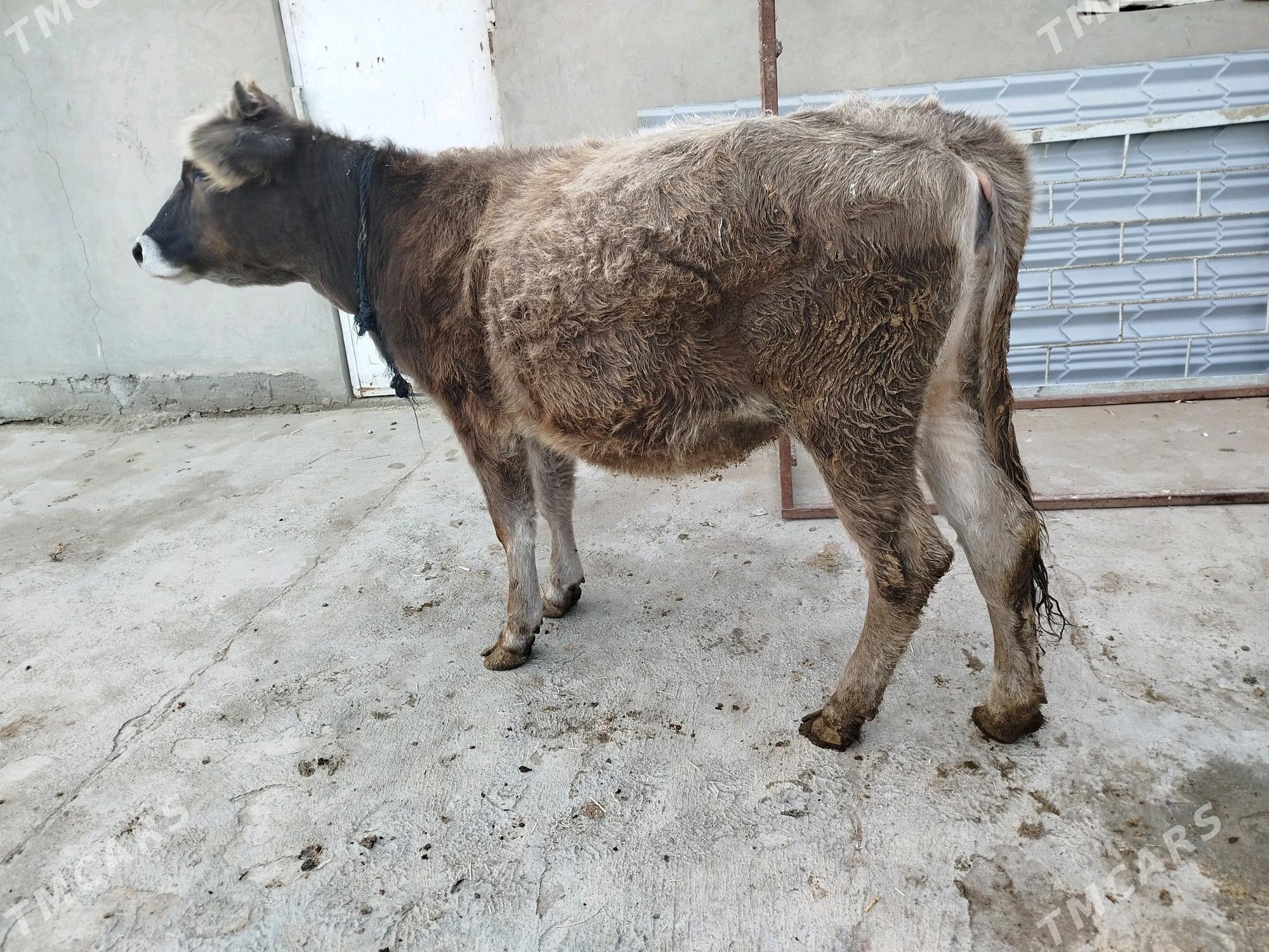 Tüwe - Бахарден - img 1