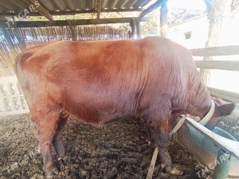 Okizce i - Мары - img 1