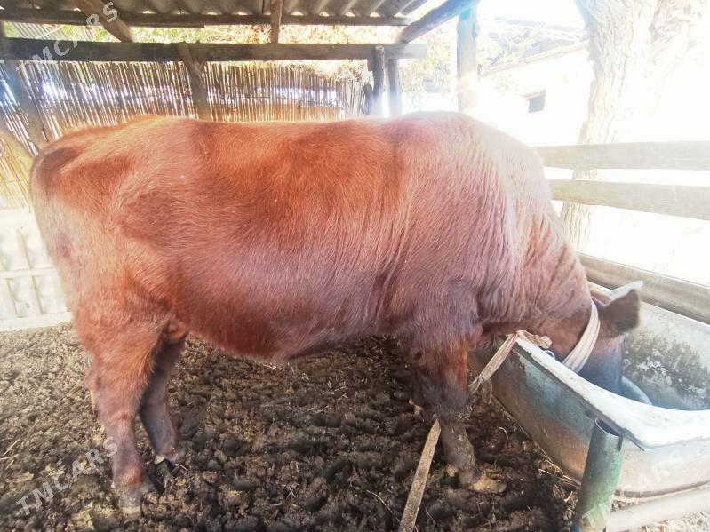 Okizce i - Мары - img 2