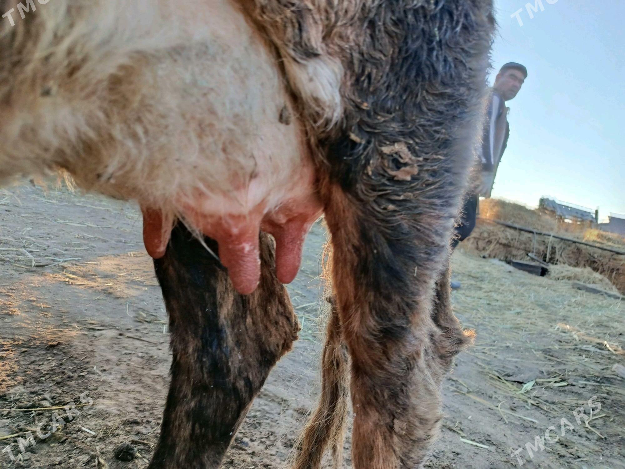 goleli sygyr - Gökdepe - img 5