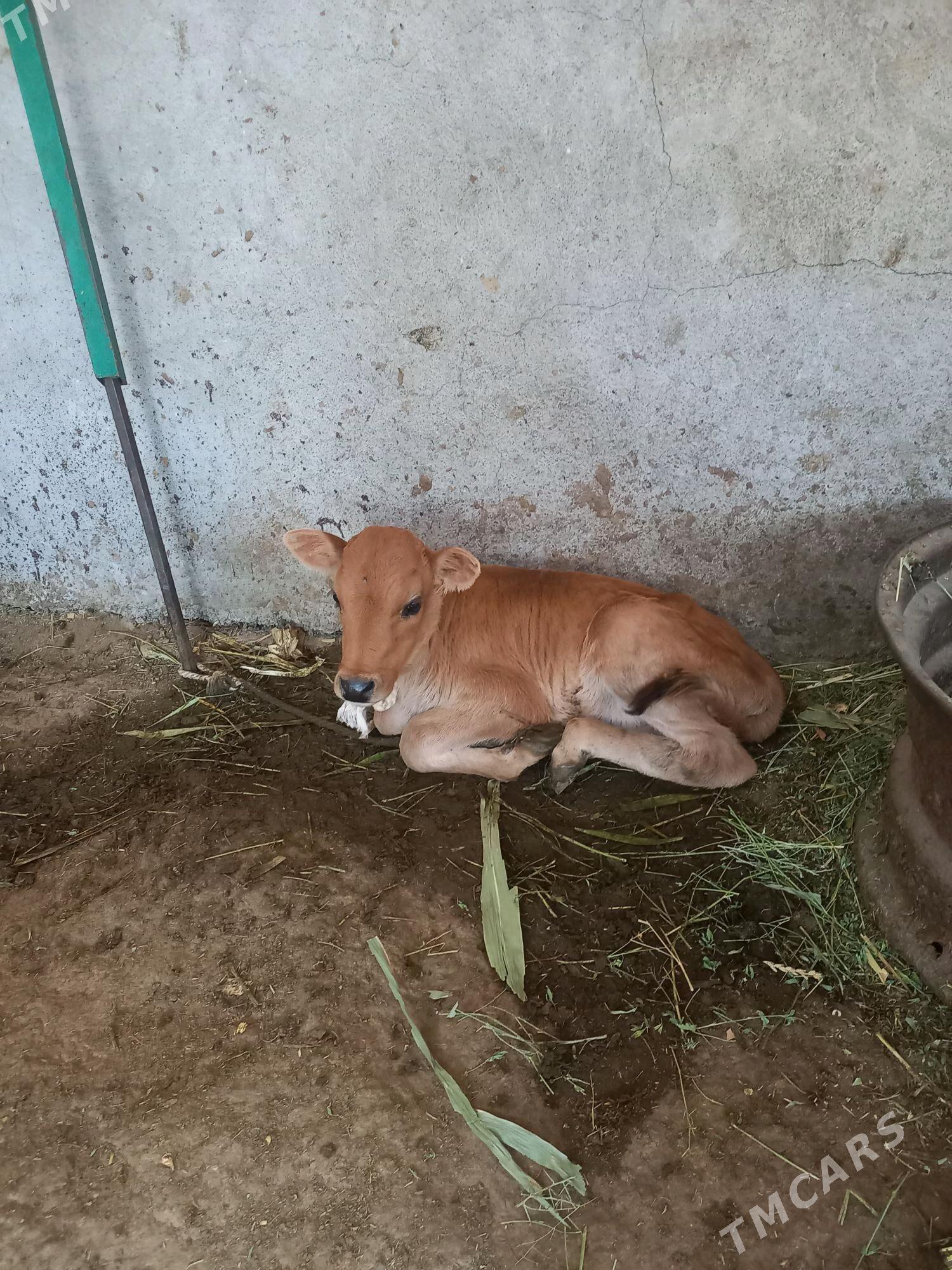 göleli sygyr - Ak bugdaý etraby - img 2