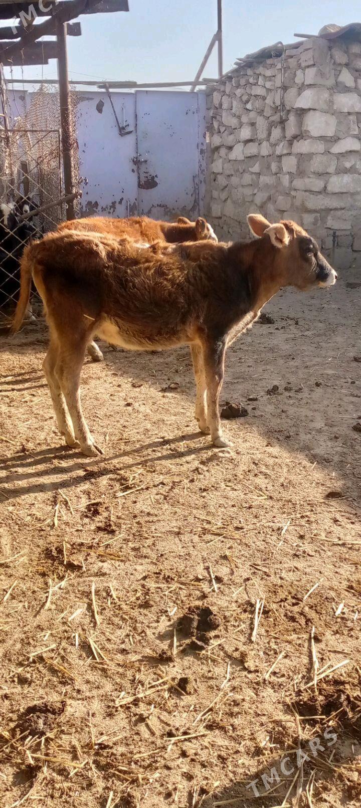 gacar - Балканабат - img 2