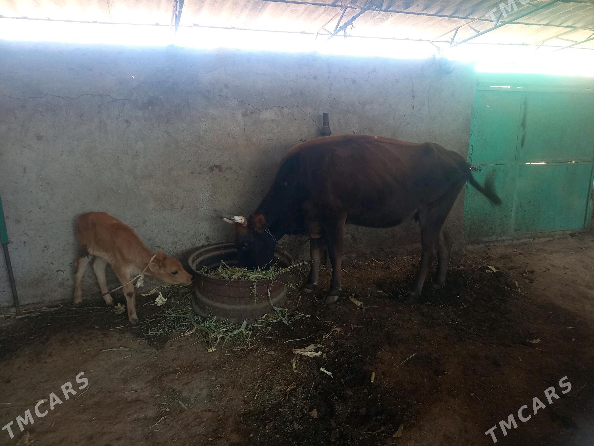 göleli sygyr - Ak bugdaý etraby - img 4