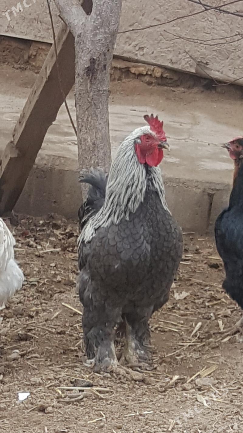 барам хораз - Гурбансолтан Едже - img 2