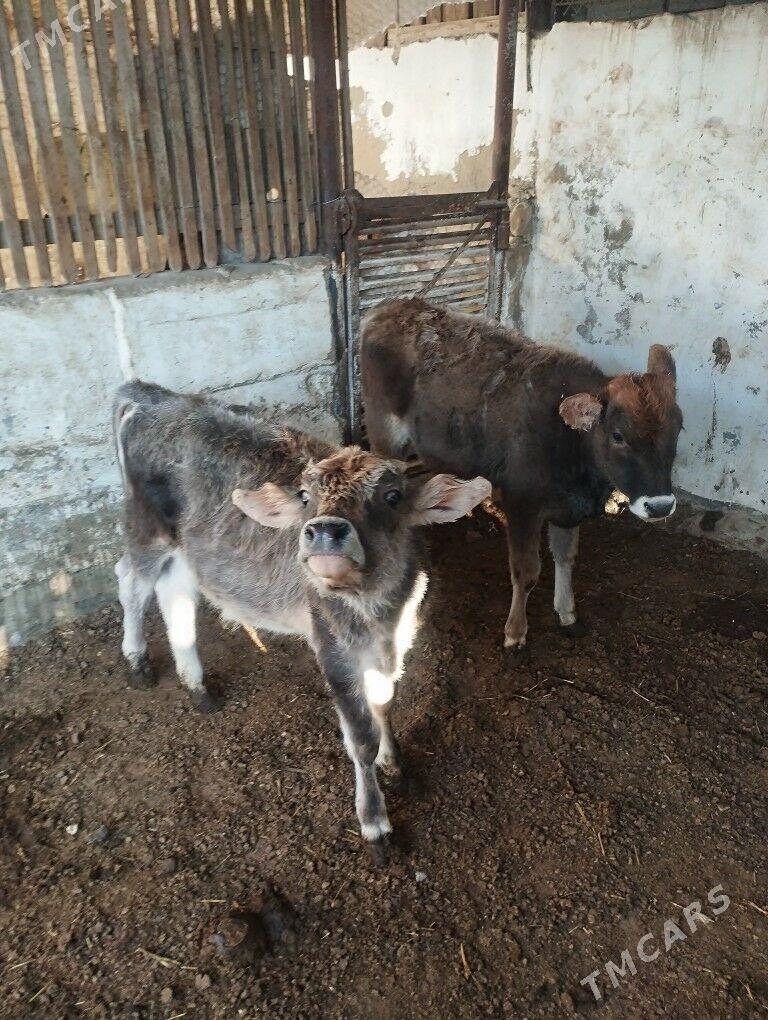 gacar - Balkanabat - img 3