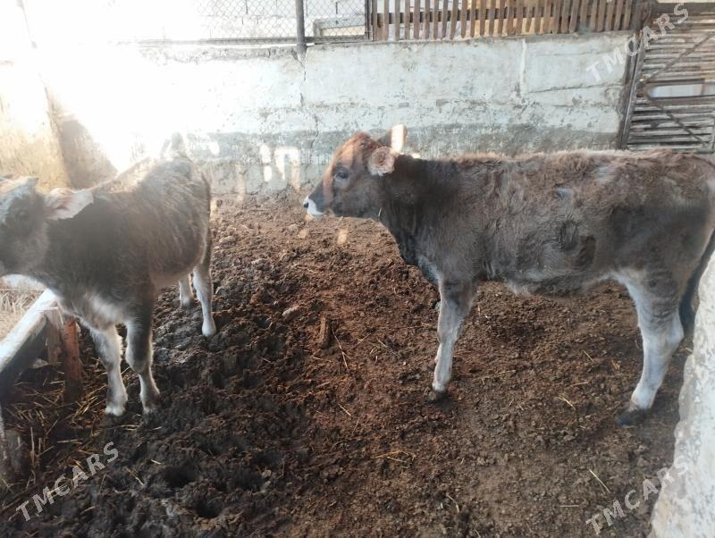 gacar - Balkanabat - img 2