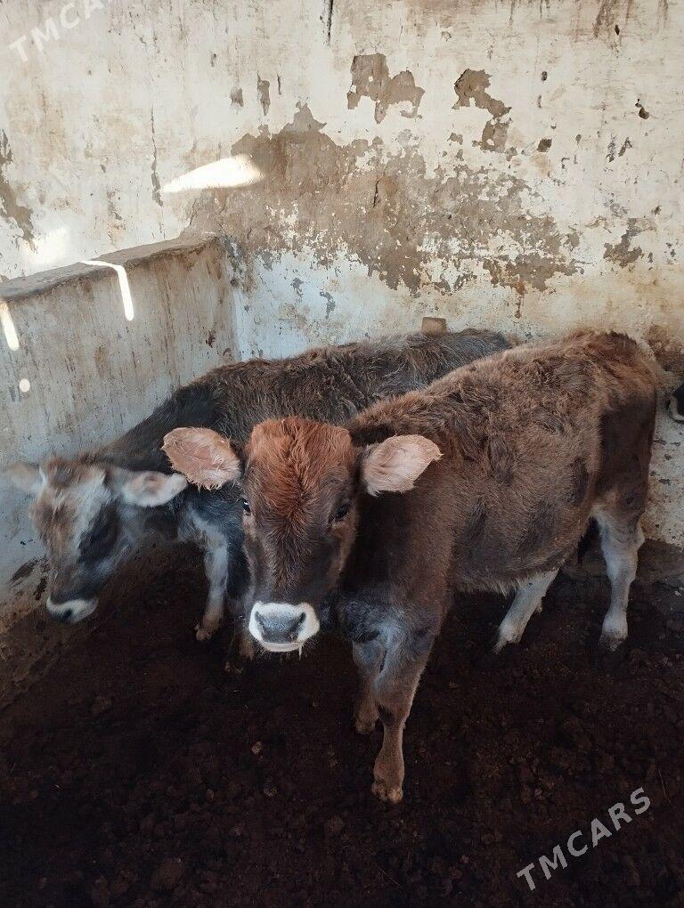 gacar - Balkanabat - img 5