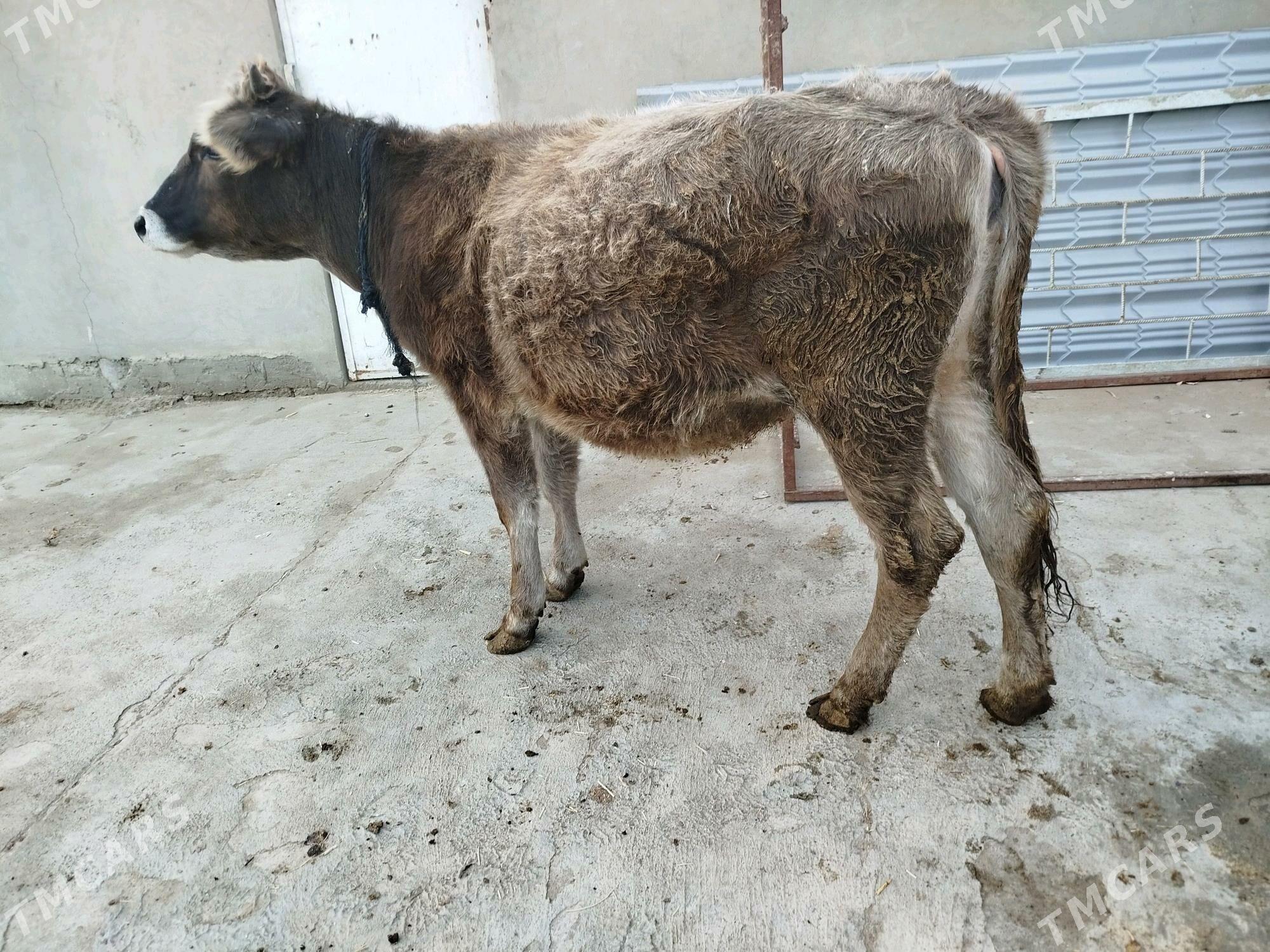 Tüwe - Бахарден - img 2