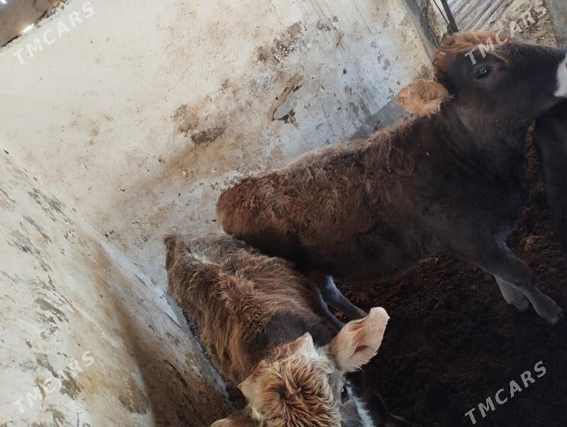 gacar - Balkanabat - img 4