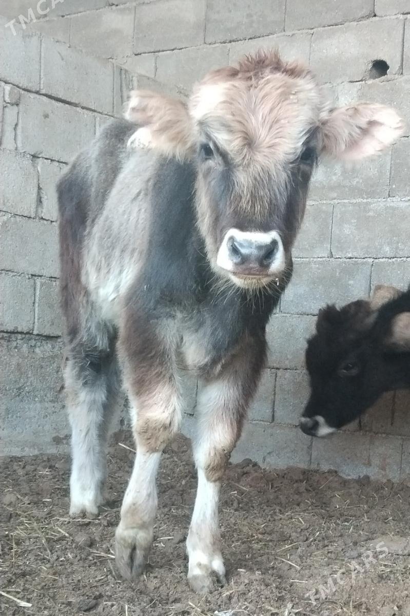 Öküz tüwe - Büzmeýin - img 3