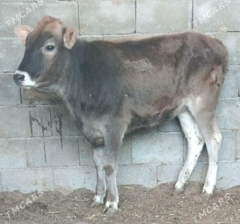 Öküz tüwe - Büzmeýin - img 2