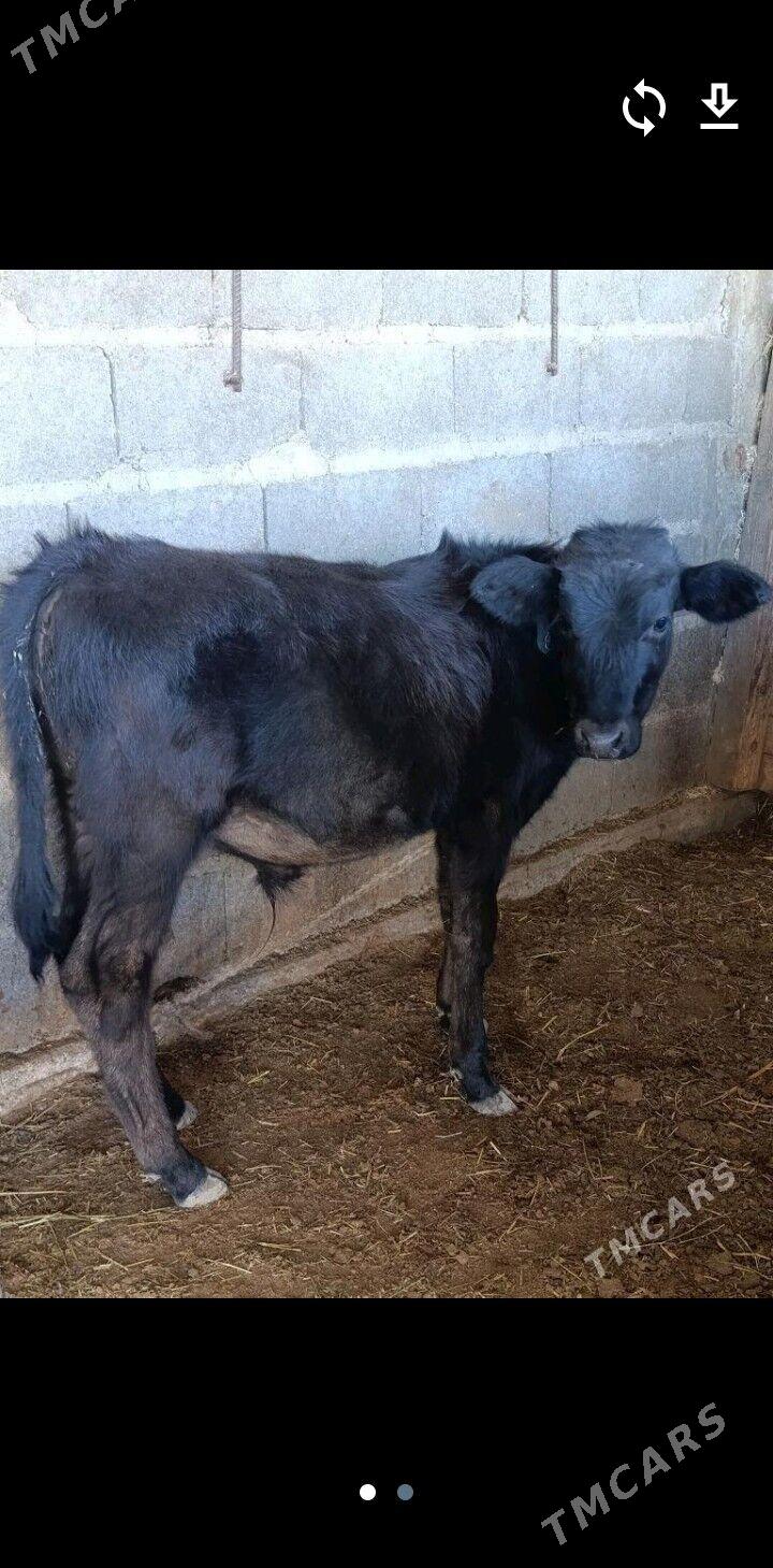 ökizce - Ак-Бугдайский этрап - img 2