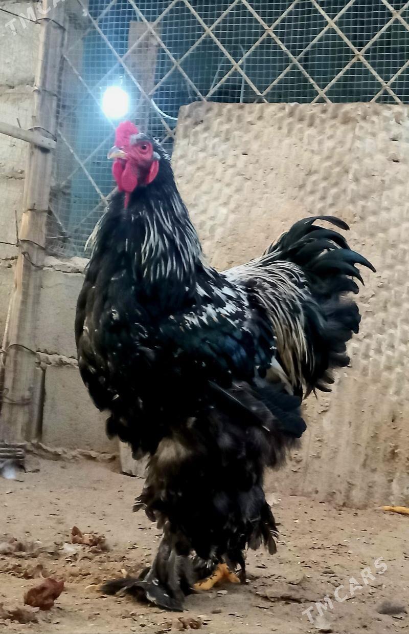 Brama horazlar - Балканабат - img 2