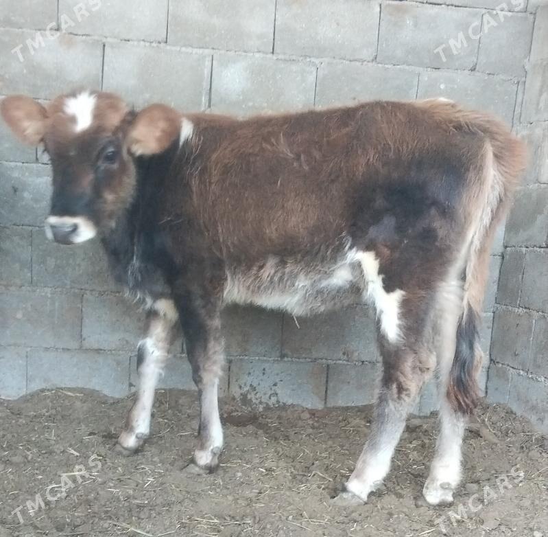 Öküz tüwe - Büzmeýin - img 4