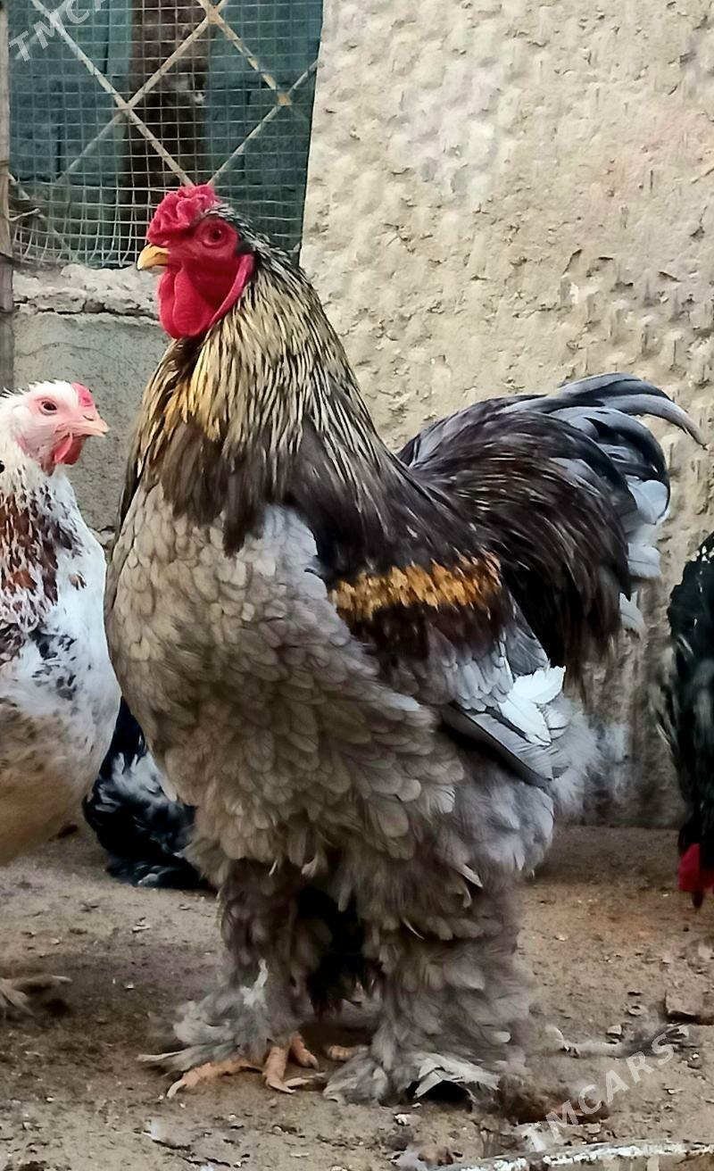 Brama horazlar - Балканабат - img 3