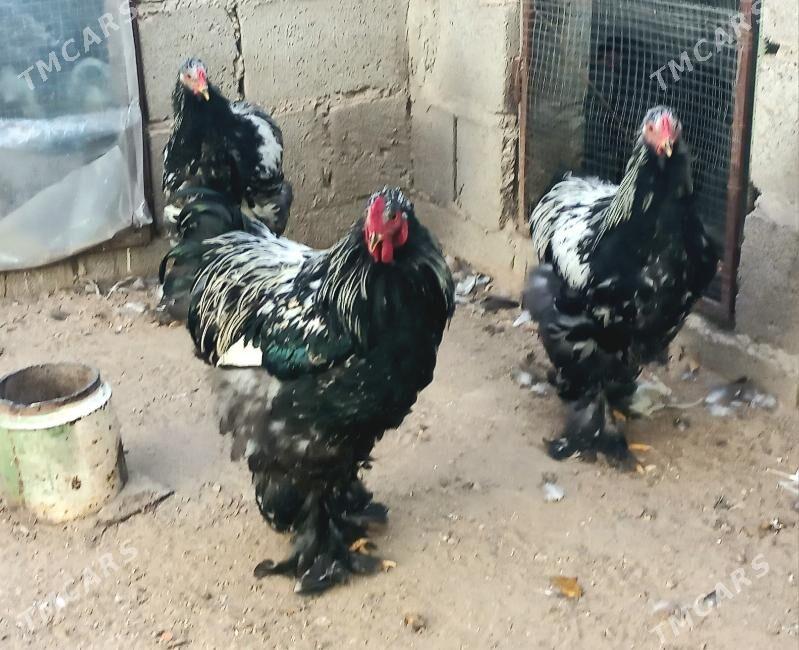 Brama horazlar - Балканабат - img 1