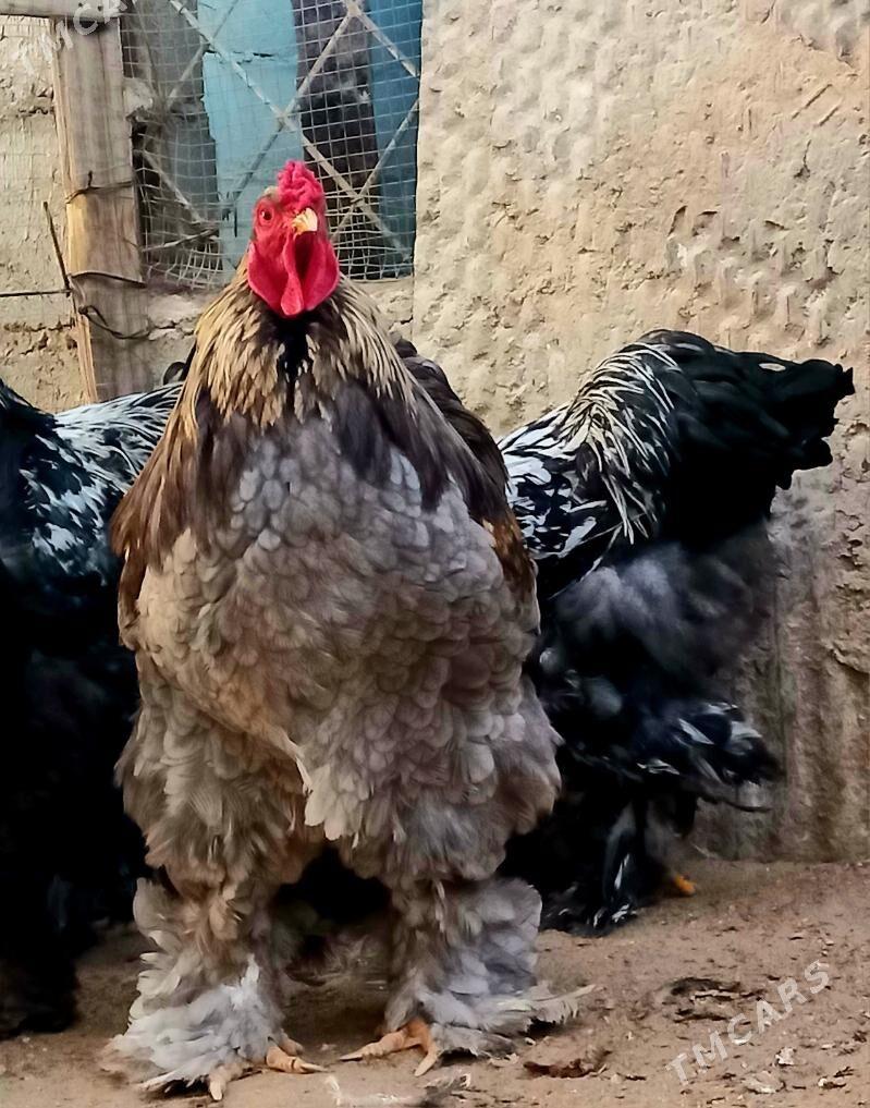 Brama horazlar - Балканабат - img 4