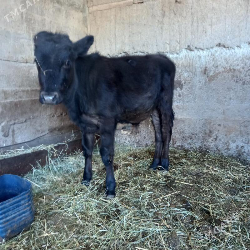 ökizce - Ак-Бугдайский этрап - img 3