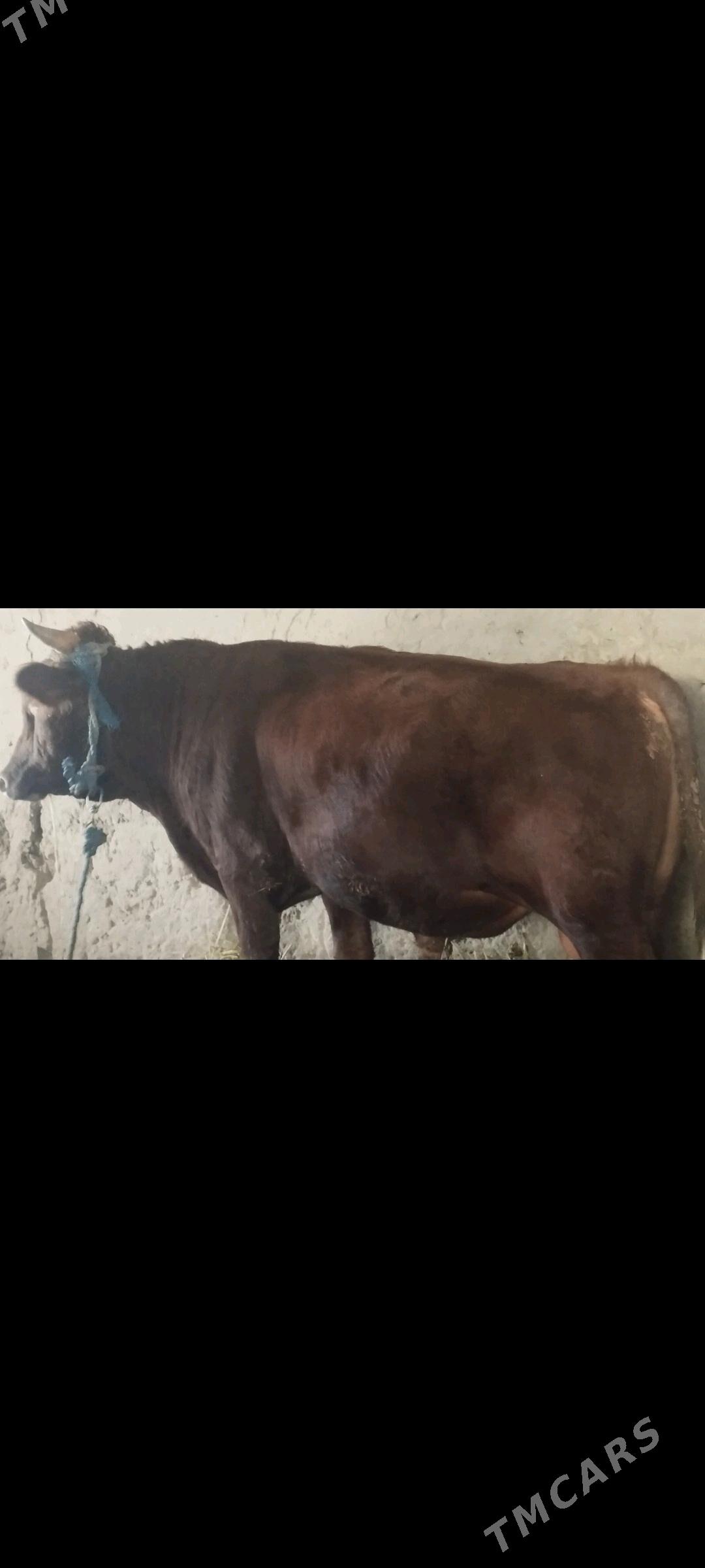 okuz - Гороглы (Тагта) - img 2