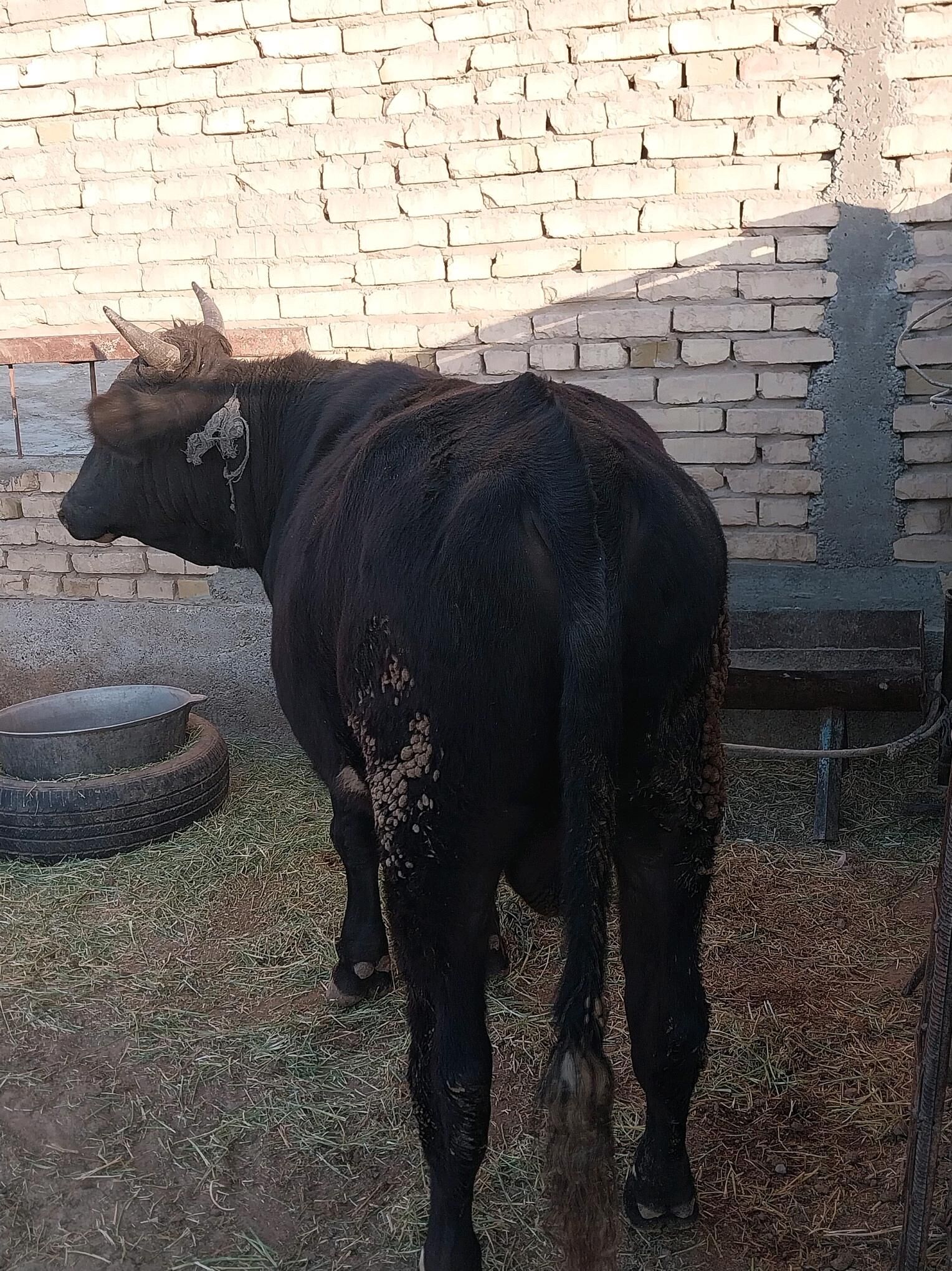 BakylanÖküz - Kaka - img 3